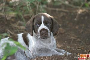 德國剛毛指示犬