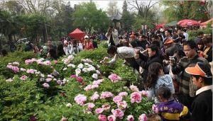洛陽牡丹花會 洛陽牡丹花會
