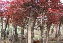 紅花香椿 紅花香椿