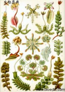 指葉苔科 指葉苔科