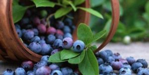 松江樂莓園 松江樂莓園