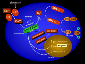 NMDA誘導心肌細胞凋亡的途徑