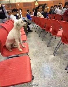 學霸狗事件 學霸狗事件