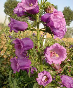 灰岩風鈴草 灰岩風鈴草