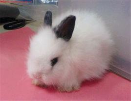西施兔 西施兔