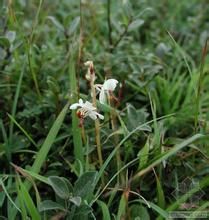 鹿蹄草葉樹蘿蔔 鹿蹄草葉樹蘿蔔