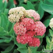 大苞紅景天 大苞紅景天