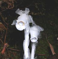 擬水晶蘭屬 擬水晶蘭屬