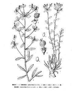 粗根大戟 粗根大戟