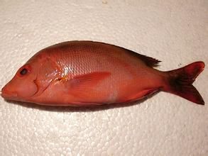 隆背笛鯛 隆背笛鯛