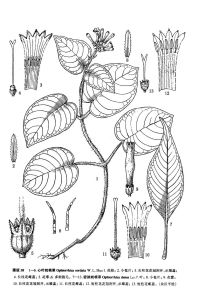 密脈蛇根草 密脈蛇根草