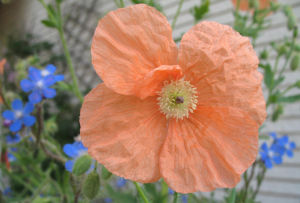 波斯罌粟 波斯罌粟