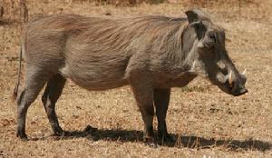 野豬皮[野生動物產品]