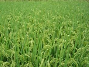 鄂早15號 鄂早15號