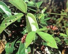 三葉青藤 三葉青藤