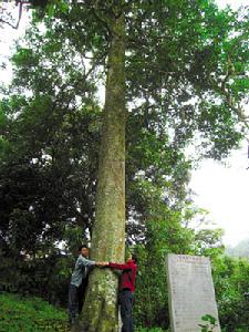 圖1 大新苦丁茶母樹