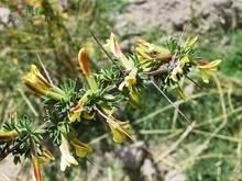 甘青錦雞兒 甘青錦雞兒