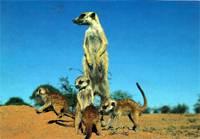 獴-崇拜太陽的動物