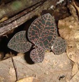 野生金線蓮 野生金線蓮