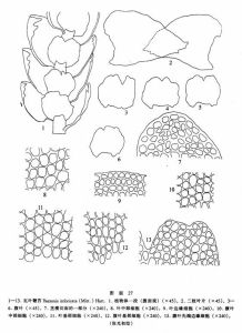 瓦葉鞭苔 瓦葉鞭苔