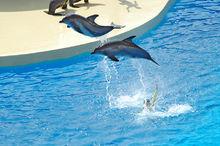 開封東京極地海洋館