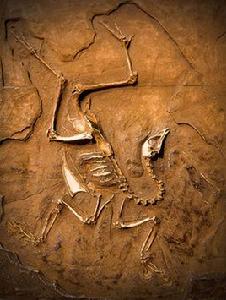 恐龍化石[恐龍骨骼石化後物質]