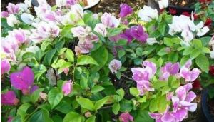 狹葉三脈紫菀 狹葉三脈紫菀