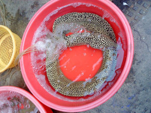 澎湖裸胸鱔 澎湖裸胸鱔