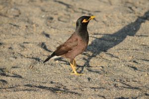 黃嘴金肩雀鵐 黃嘴金肩雀鵐