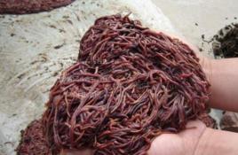 赤子愛勝蚓 赤子愛勝蚓