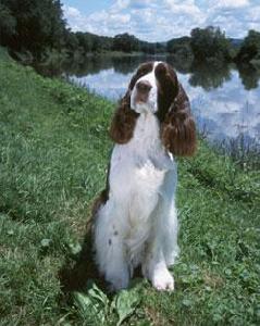 愛爾蘭蹲獵犬 愛爾蘭蹲獵犬