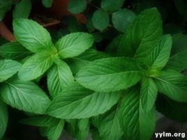 薄荷露[薄荷露]