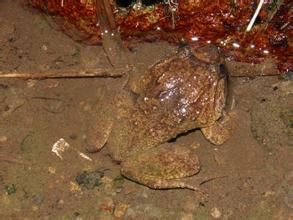 古氏赤蛙 古氏赤蛙