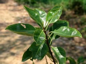 毛葉小果冬青 毛葉小果冬青