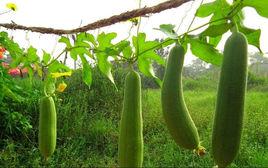 雙青絲瓜 雙青絲瓜