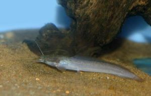 囊鰓鯰科 囊鰓鯰科