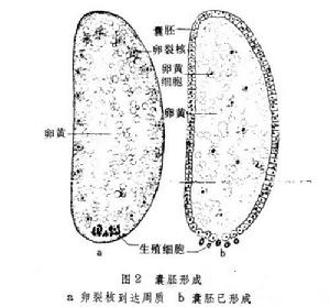 胚胎髮育（昆蟲）