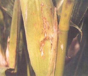 玉米鏈格孢菌葉枯病 玉米鏈格孢菌葉枯病