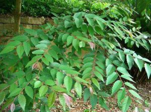 互生羽狀 互生羽狀