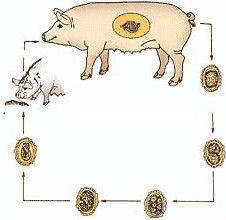 豬蛔蟲病 豬蛔蟲病