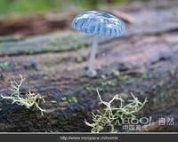 炫藍蘑菇 炫藍蘑菇