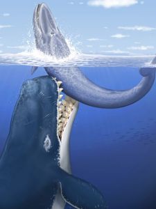 麥爾維爾鯨向鬚鯨展開攻擊