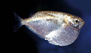 巨斧燕子 巨斧燕子