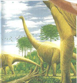 阿根廷龍 阿根廷龍