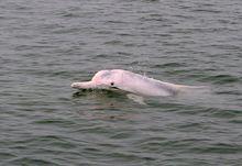 白海豚屬
