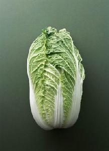 結球白菜 結球白菜