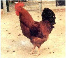 鄭州紅雞 鄭州紅雞