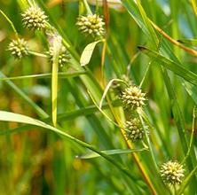 黑三棱屬 黑三棱屬