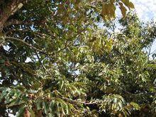 蟠貓鄉核桃種植