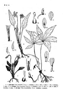 遼東堇菜 遼東堇菜